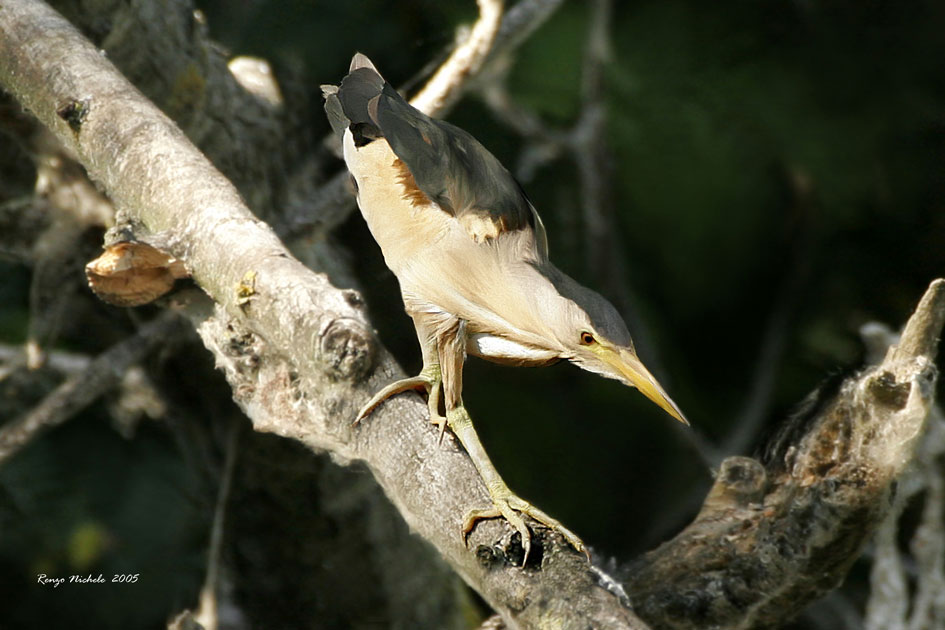 Tarabusino maschio - Ixobrychus minutus