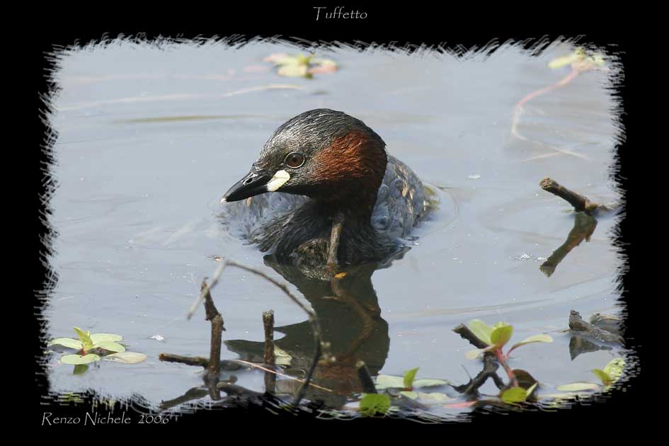 tuffetto - Trachybaptus ruficoIlis