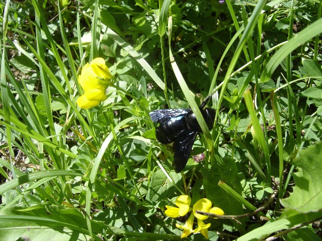 Apidae Xylocopinae: Xylocopa sp.