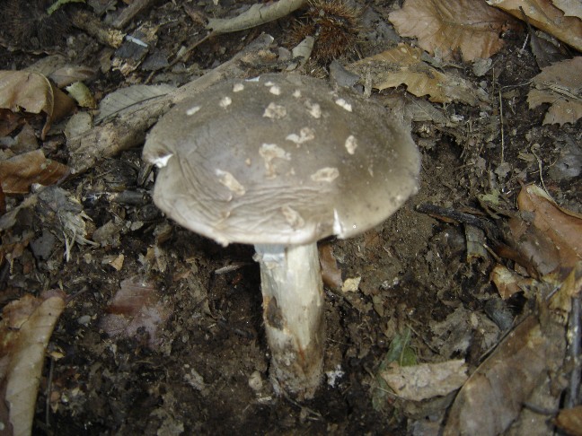 Passeggiata nei boschi