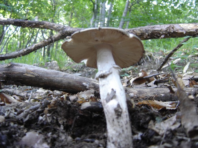 Passeggiata nei boschi