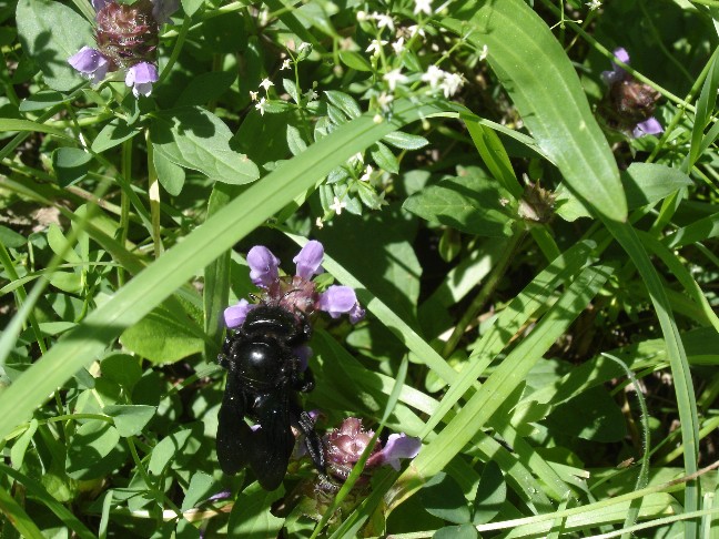 Apidae Xylocopinae: Xylocopa sp.