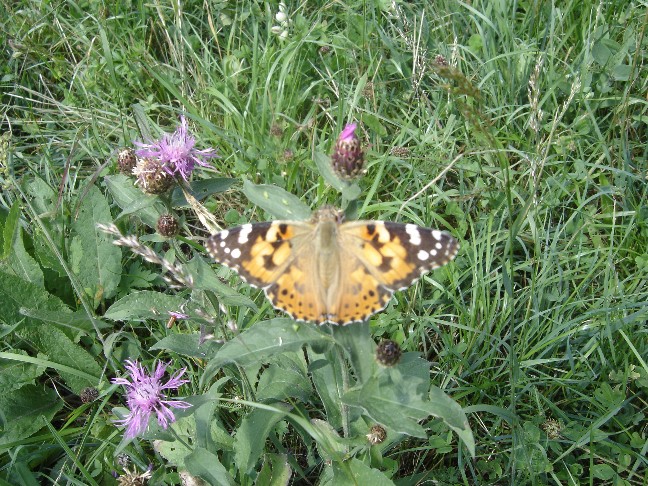 Alcune farfalle