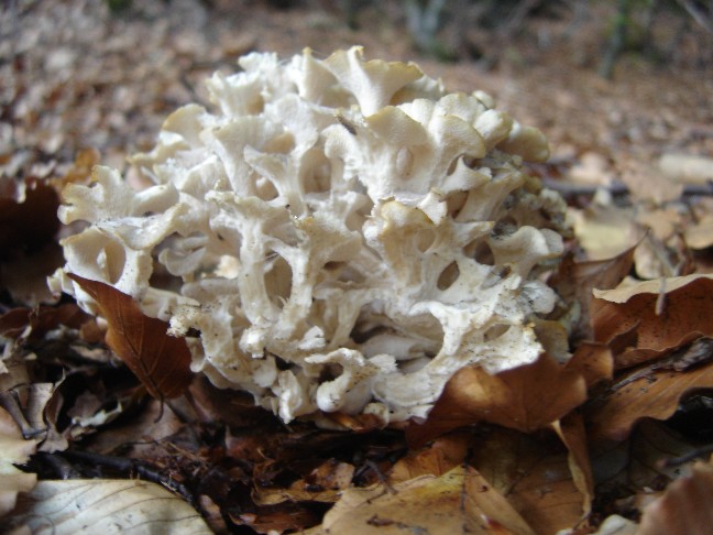Polyporus umbellatus? (Polyporus umbellatus)