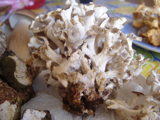 Polyporus umbellatus? (Polyporus umbellatus)