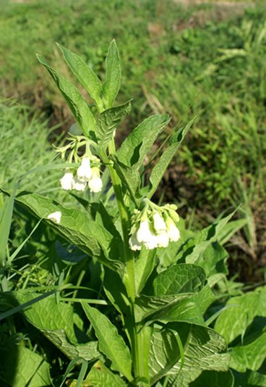 Symphytum officinale / Consolida maggiore