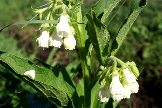 Symphytum officinale / Consolida maggiore