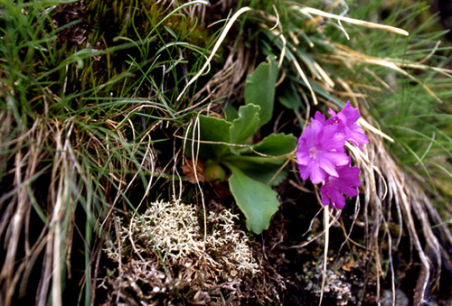 Primula hirsuta / Primula irsuta