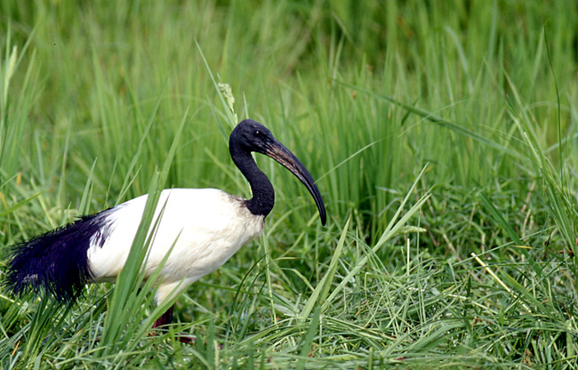 Ibis sacro Threskiornis aethiopicus