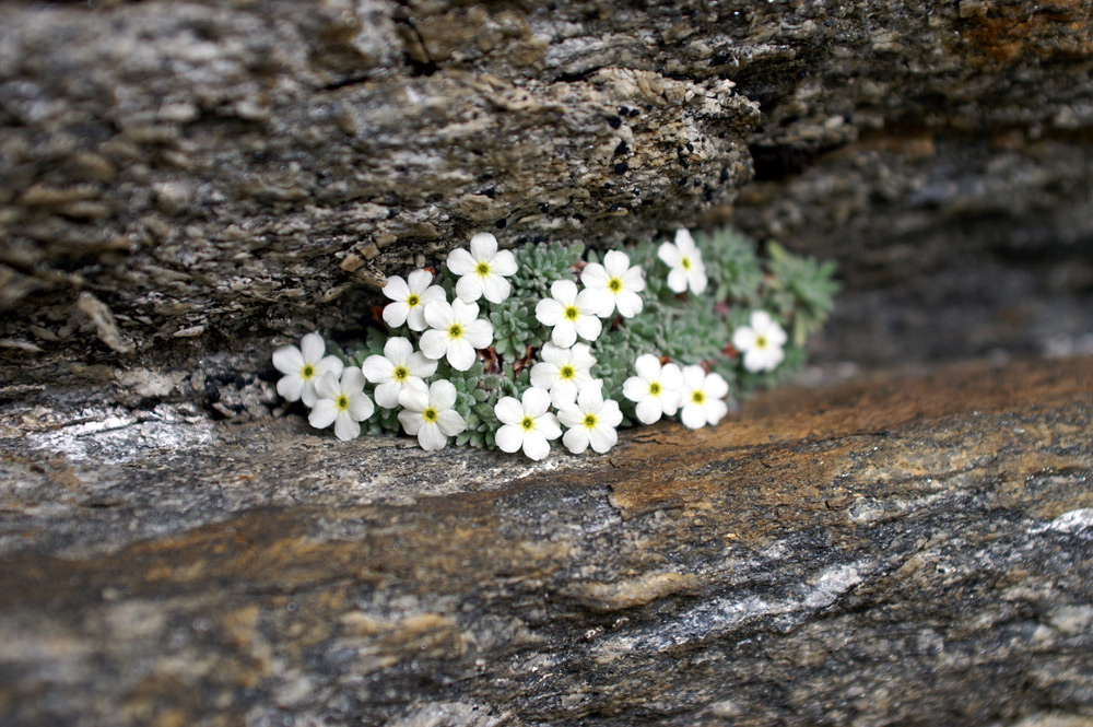 Androsace helvetica / Androsace emisferica