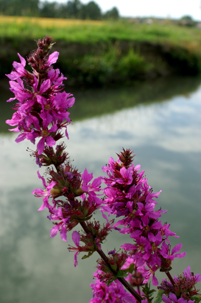 Lythrum salicaria / Salcerella comune