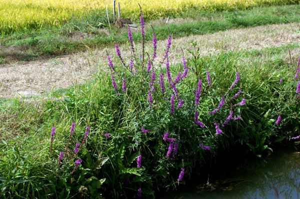 Lythrum salicaria / Salcerella comune