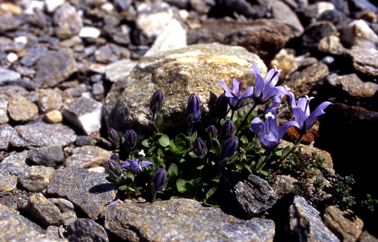 Campanula cenisia / Campanula del Moncenisio