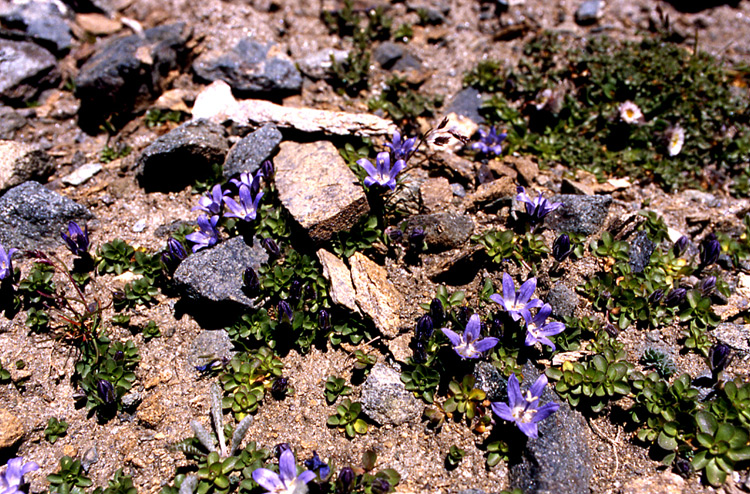 Campanula cenisia / Campanula del Moncenisio
