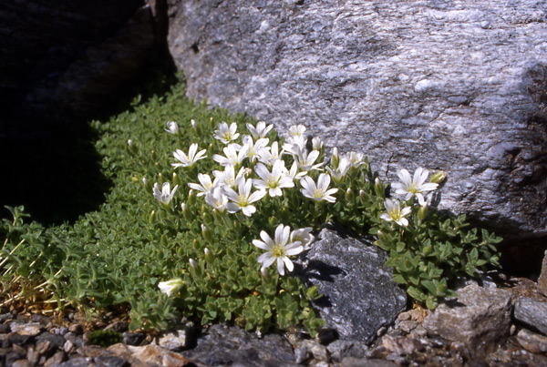 Cerastium uniflorum / Cerastio unifloro