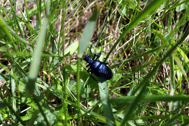 Meloe violaceus e Meloe tuccius (Coleoptera, Meloidae)