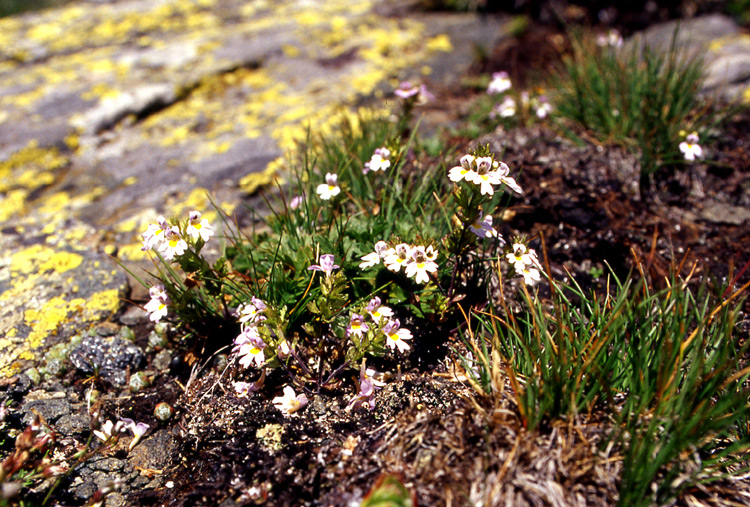 eufrasia alpina?