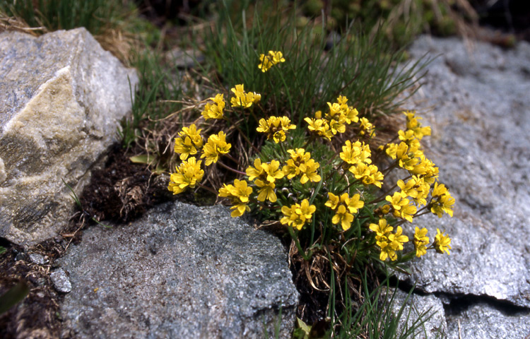 Draba aizoides
