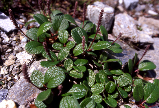 Salix reticulata / Salice reticolato