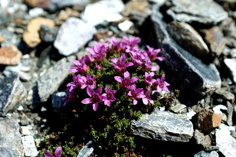 Saxifraga oppositifolia / Sassifraga a foglie opposte