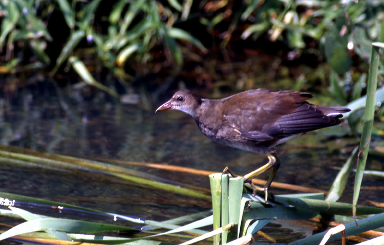 Pulcino di Gallinella d''acqua Gallinula chloropus