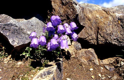 Campanula cochleariifolia / Campanula a foglie di coclearia
