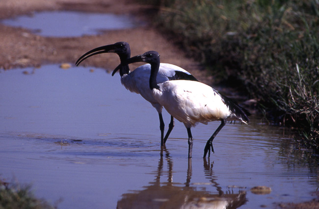 Ibis sacro Threskiornis aethiopicus