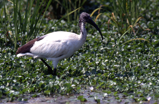 Ibis sacro Threskiornis aethiopicus