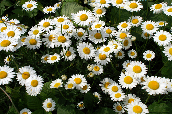 leucantheum vulgare?