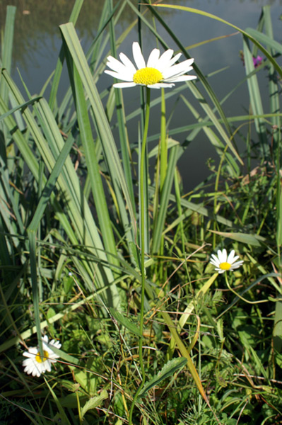 leucantheum vulgare?