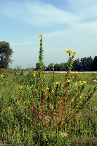 Rapunzia del Sesia Oenothera cfr. biennis