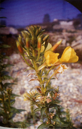Rapunzia del Sesia Oenothera cfr. biennis