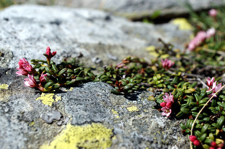 Kalmia procumbens (= Loiseleuria procumbens) / Azalea delle alpi