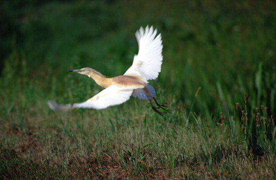 Sgarza ciuffetto - Ardeola ralloides