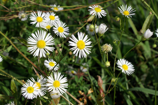 Erigeron annuus: chi l''ha vista?