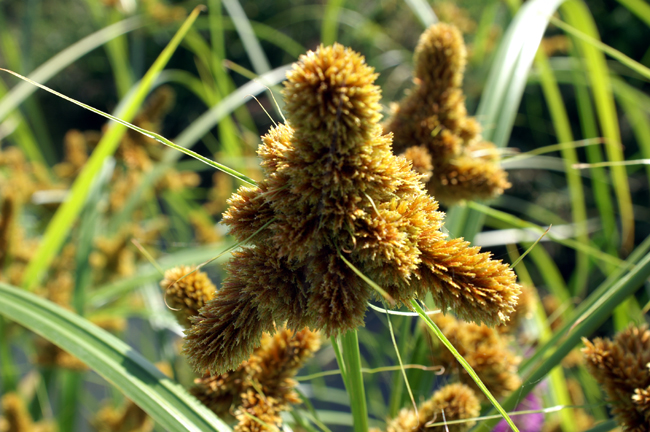 Cyperus glomeratus / Zigolo ferrugineo