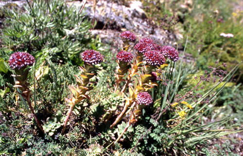 Hylotelephium anacampseros / Borracina anacampsero
