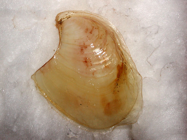 Mollusca - Aplysia dactylomela Rang, 1828