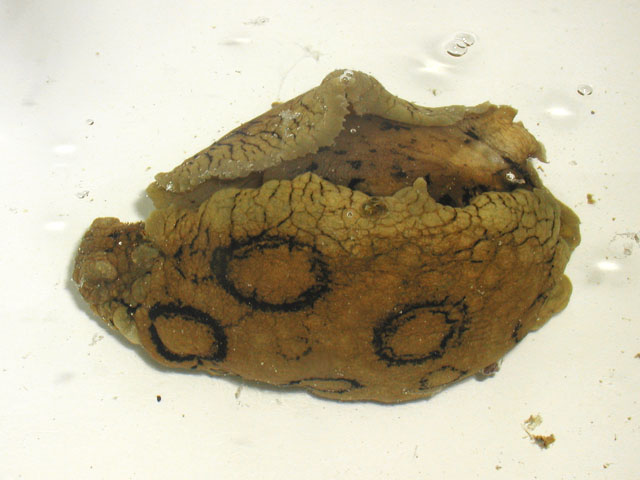 Mollusca - Aplysia dactylomela Rang, 1828