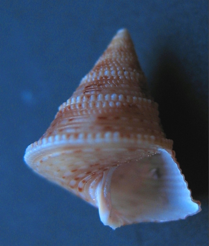 Calliostoma granulatum juv.