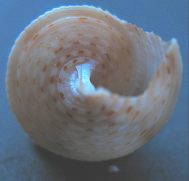 Calliostoma granulatum juv.