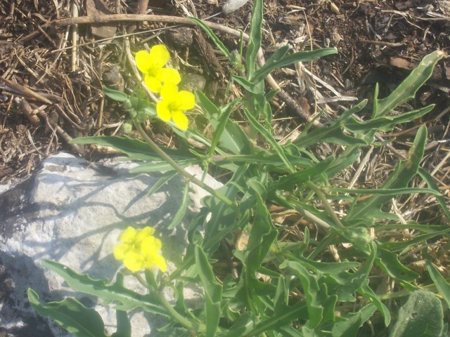 Diplotaxis tenuifolia / Ruchetta selvatica