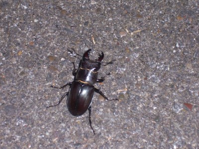 Lucanus o Dorcus? - Lucanus tetraodon