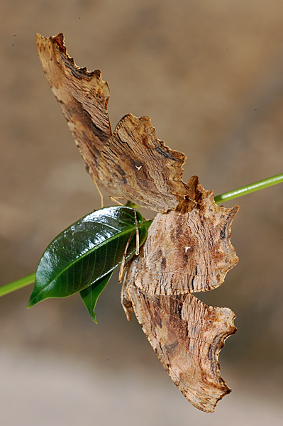 Farfalle in accoppiamento