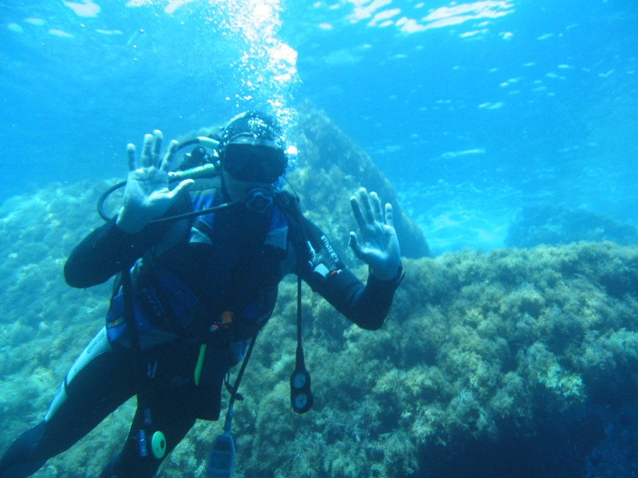 Luria lurida alive dall Isola di Ponza