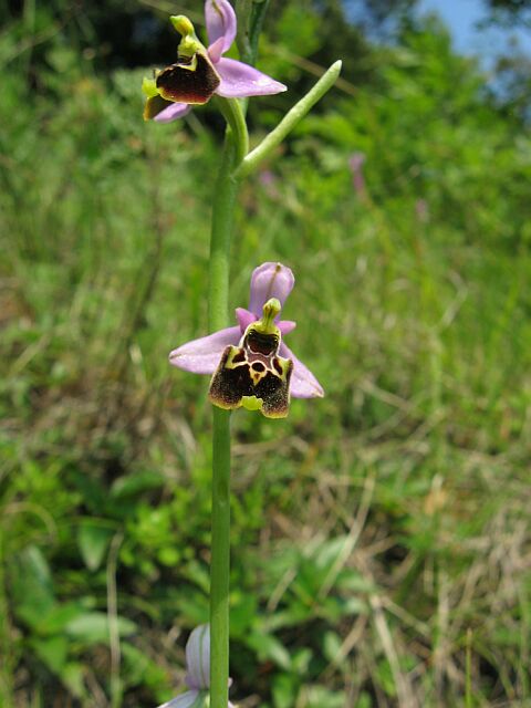 Ophrys fuciflora