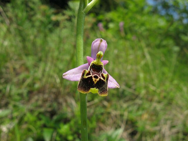 Ophrys fuciflora