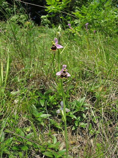 Ophrys fuciflora