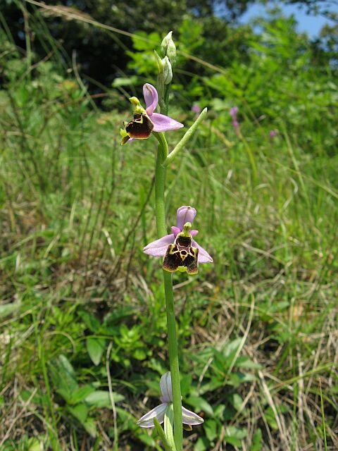 Ophrys fuciflora