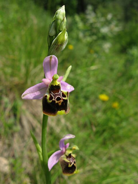 Ophrys fuciflora